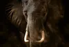 Digitaldruck-Tapete Elephant Ivory livingwalls (1033886) Produktbild-Vorschau 1