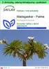 SAFLAX - Garden to go - Madagaskar - Palma - 10 Nasiona - Z Podgląd zdjęcia produktu 1