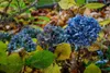 PK Dünger Herbst Universal Herbstdünger Kalium Phosphat Produktbild-Vorschau 2