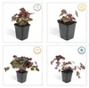 Piante tappezzanti - Heuchera 'Palace Purple' - 9 cm di Anteprima dell’immagine prodotto 4