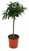 Kumquat-Stämmchen Nagami ca. 50 cm – Fortunella margarita Produktbild-Vorschau 4