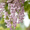 2er-Set - Wisteria Floribunda Rosea - Blauregen Produktbild-Vorschau 3