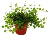 Zimmerpflanze – Mühlenbeckia complexa – Kiwi-Knötchengras – Produktbild-Vorschau 1
