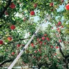 4,2M Teleskop Obstpflücker Edelstahl Apfel Kirschen Produktbild-Vorschau 5