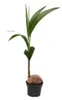 Echte Kokospalme - Cocos nucifera - mit echter Kokosnuss - Produktbild-Vorschau 1
