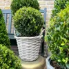 Plants by Frank | Prawdziwa kulista ostrokrzew w koszyku | Podgląd zdjęcia produktu 2