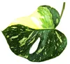 Monstera "Thai-Constellation" - vzorovaný okenný list - Náhľad obrázku produktu 6