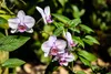 Orchidea Nawóz Płynny 10 L – 3-4-3 NPK – Do Orchidey – Podgląd zdjęcia produktu 6