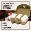 AniForte Toneier für Hühner 6 Stück – Naturgetreue Produktbild-Vorschau 7