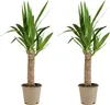 Bloomique - 2er Set - Yucca Elephantipes - Yucca Palme - Produktbild-Vorschau 1