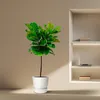Ficus Lyrata – Figuier lyre – environ 130 cm de haut – Ø 24 Voir les images du produit 4