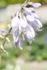 Hosta sieboldiana, Blaublatt-Funkie, ca. 11x11 cm Topf, Produktbild-Vorschau 2