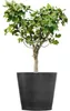Ecopots Amsterdam Wheels 80 Pot de fleurs - L 80 cm x H Voir les images du produit 3