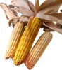 Three ears of dried corn on the cob, with husks attached. Náhľad obrázku produktu