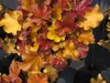 Heuchera micrantha Blondie - Purpurglöckchen Blondie - Produktbild-Vorschau 3