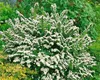 Spiraea nipponica 'Snowmound', Japanische Spiere, weiß, Produktbild-Vorschau 10