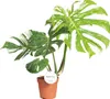 Monstera Thai Constellation 50-60 cm białe nakrapiane Podgląd zdjęcia produktu 1