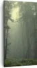 Bild auf Leinwand - Leinwandbild - Wald Nebel Baum - Produktbild-Vorschau 1