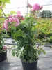 Kletterrose Bienvenue® - Rosa Bienvenue® - Delbard-Rose Produktbild-Vorschau 3