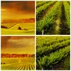 Bild auf Leinwand - Leinwandbild - Land Weingut Pflanzung - Produktbild-Vorschau 8