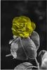 MuchoWow® Poster Blumen - Rose - Gelb - Schwarz - Weiß Produktbild-Vorschau 1