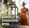 COMPO  Gelbsticker insektizidfrei - 10 Stück Produktbild-Vorschau 6