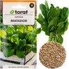 Matador Špenát Zeleninová semínka tmavě zelená Jarní podzim Náhled obrázku produktu 6