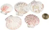Pecten vexillum, 0,5 kg, ca. 4-6 cm, ca. 60–70 Stk. | Produktbild-Vorschau 3