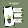 Plants by Frank | 60 Plantes de chèvrefeuille arbustif | Voir les images du produit 5