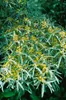 Elaeagnus angustifolia, schmalblättrige Ölweide, 80–100 cm Produktbild-Vorschau 8