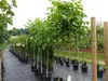 echter Walnussbaum Juglans regia 180 cm Obstbaum winterhart Produktbild-Vorschau 4