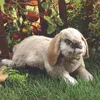 Folkmanis Hase Handpuppe 41 cm Produktbild-Vorschau 5