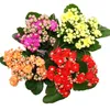Mini-Kalanchoe „Rosalina“ – Set mit 3 verschiedenen Produktbild-Vorschau 2