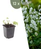 Planten van Frank | 12 Balkan-snavelwort 'White Ness' Productafbeelding-voorbeeld 1