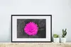 MuchoWow® Gerahmtes Poster Blumen - Aquarell - Rosa 60x40 Produktbild-Vorschau 4