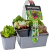 Bloomique - Lot de 6 - Sempervivum Mix - Joubarbe - Plantes Voir les images du produit 5