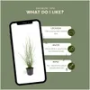 Plants by Frank | 6 Lampenputzergras Pflanzen | Pennisetum Produktbild-Vorschau 5
