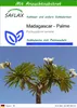 SAFLAX - Madagascar - Palme - Pachypodium lamerei - 10 Produktbild-Vorschau 1