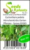 10x Cyclanthera pedata Hörnchenkürbis Garten Pflanzen - Produktbild-Vorschau 3