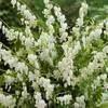 6 x Hohe Herzblume  - Dicentra spectabilis 'Alba'  | Topf Produktbild-Vorschau 1