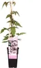 2 x  Waldrebe montana  - Clematis montana 'Fragrant Spring' Produktbild-Vorschau 1