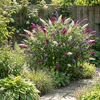 x1 Buddleja davidii 'Tricolor' P17 H40 Produktbild-Vorschau 2