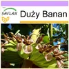SAFLAX - Duży Banan - 10 Nasiona - Musa X paradisiaca Podgląd zdjęcia produktu 10