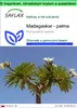 SAFLAX Garden to go - Madagaskar - palma - Pachypodium Náhľad obrázku produktu 1