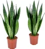 Bloomique - Zestaw 2 szt. - Sansevieria Zeylanica - Język Podgląd zdjęcia produktu 1