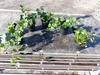 50 Stück Efeu Hedera helix 20 - 35 cm Heckenpflanze Produktbild-Vorschau 9