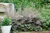 Purpurglöckchen Palace Purple, im Topf - Heuchera Produktbild-Vorschau 7