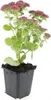 Fette Henne - Sedum telephium 'Herbstfreude' - latwa w Podgląd zdjęcia produktu 2