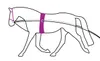 An illustration of a horse wearing a training harness and a purple surcingle. Produktbild-Vorschau