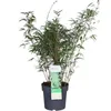 Hoogeveen Fargesia Rufa - 60 cm, Ø19 cm Voir les images du produit 7